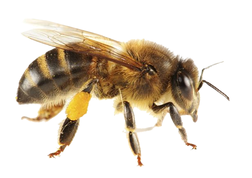 Controle de abelhas em curitiba